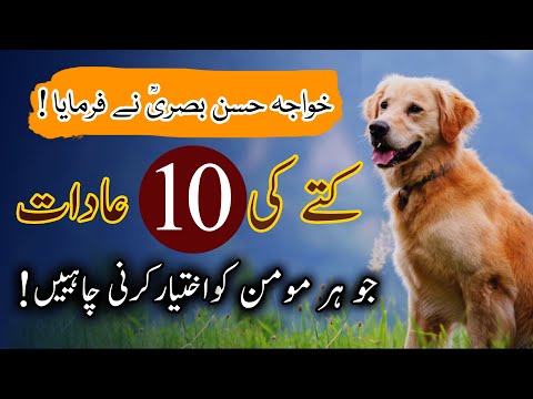 Kutta Ki 10 Adaat Jo Hr Momin Ko Akhteyar Krni Chahiyan | Ten Habits Of Dog | Hassan Basri | Hakayat
