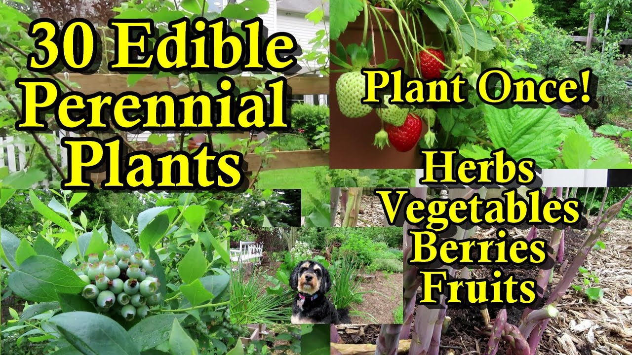 30 Perennial Crops to Plant Once & Eat Forever: Herbs, Vegetables, Brambles, Berries, Nuts, & Fruits