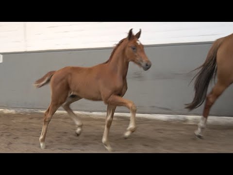 *2021 Hengst von Vivaldos - Fürst Romancier SOLD!!!