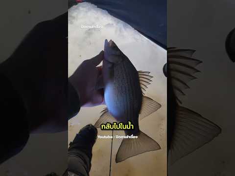 เขาเจอปลาที่โง่ที่สุด ไม่ยอมลงไปในน้ำ