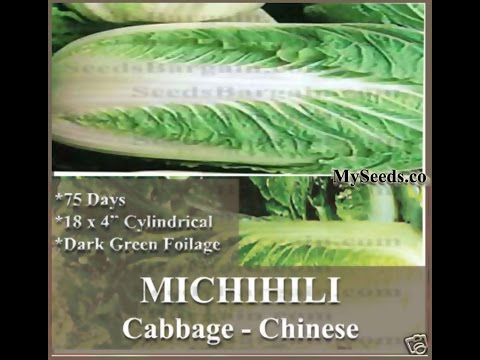 download lagu mp3 mp4 Michihili Cabbage, download lagu Michihili Cabbage gratis, unduh video klip Michihili Cabbage