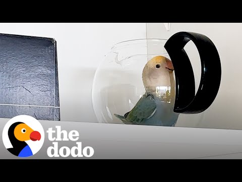 Lovebird Will Go To Any Length To Break Into Kitchen Cupboard | The Dodo