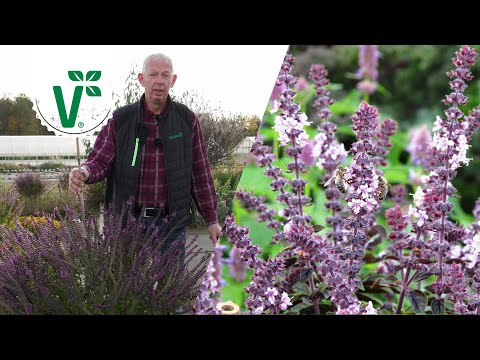 Basilikum überwintern