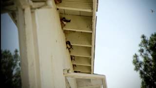 Cliff Swallows nesting in Los Angeles - May 2012