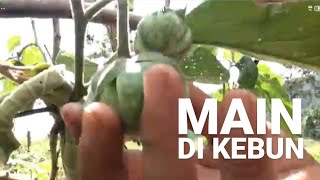 preview picture of video 'Panen Cabe Dan Terong di Kebun Sendiri'