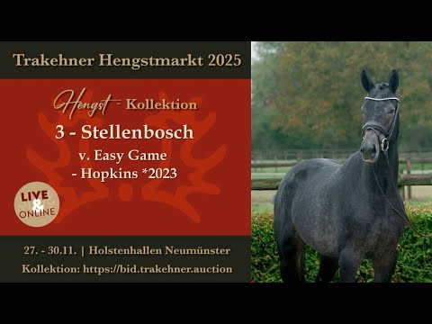 3 - Stellenbosch - Hengst v. Easy Game - Hopkins *2023