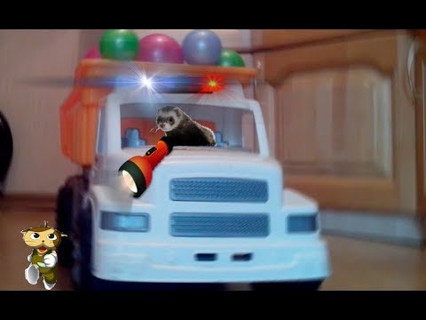 Шустрик напал на Малышку!Хомяк -скромняжка!Хорьки играют!