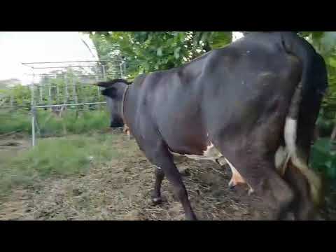 Disponible en Sonsonate santo domingo de Guzmán WhatsApp 60632341