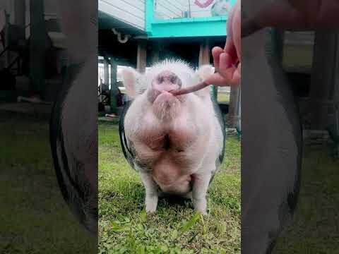 Vietnamese Pot-Bellied Pig