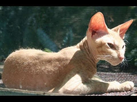 Animal Planet  :  Cats 101 ~ Peterbald