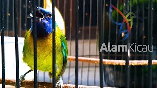 Download lagu BLUE MASKED LEAFBIRD singing | HD AUDIO | Chloropsis Venusta mp3