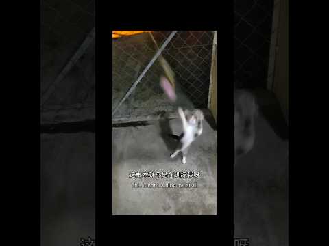 小咪：我只是练习，不是健身啊！Xiao Mi: I Signed Up for Practice, Not the Gym#pets #cute #funny #fyp #cat #tabbycat