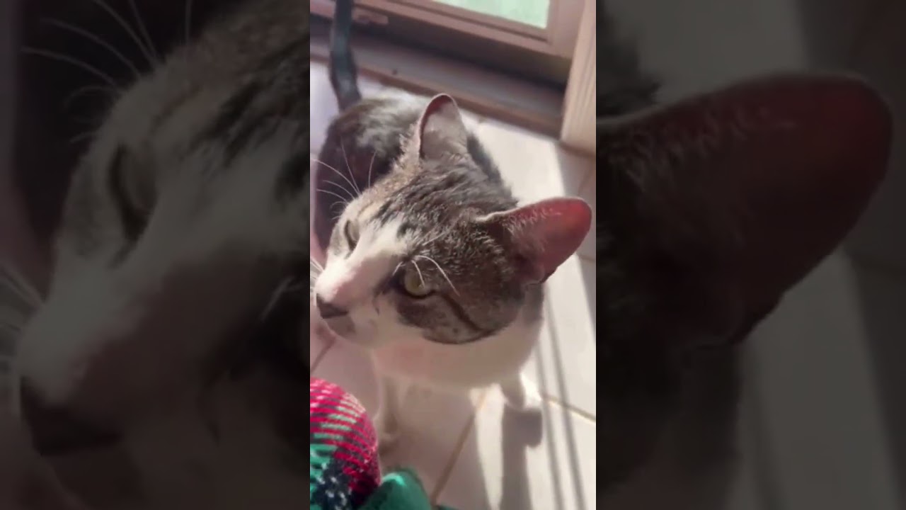 Enlarge Scran, a Adoptable Domestic Short Hair in Cohoes, NY video 3/6