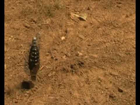 little foxes trailer