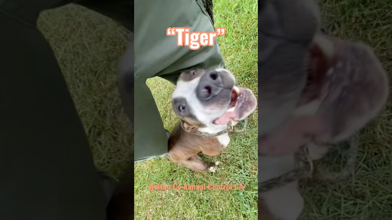 Enlarge Tiger, a Adoptable mixed breed in Monroe, GA video 3/5