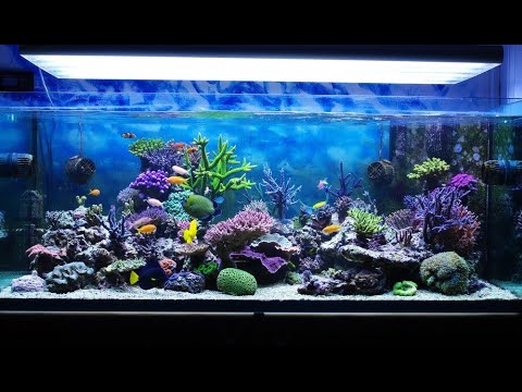 Home fish | Sneyha, Arbin & Javan Fun Playing With Real Fish in Inflatable Swimming pool