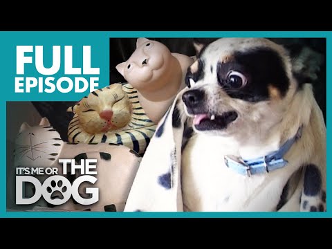 The Cat Replacement: Niles | Full Episode | It's Me or the Dog