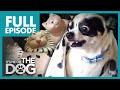 The Cat Replacement Niles Full Episode It S Me Or The Dog