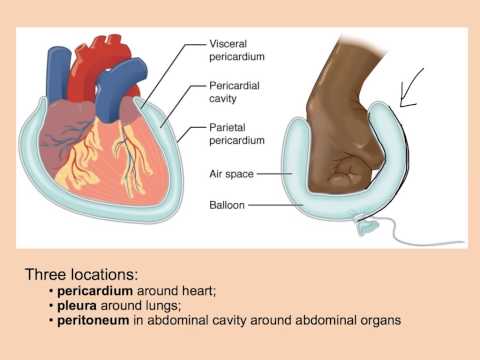 Unit 4.2 Body Membranes