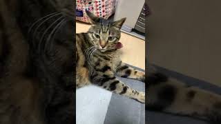 #猫 #ねこのいる生活 #猫動画 #猫好きさんと繋がりたい #cat #cats #fyp #animals #love