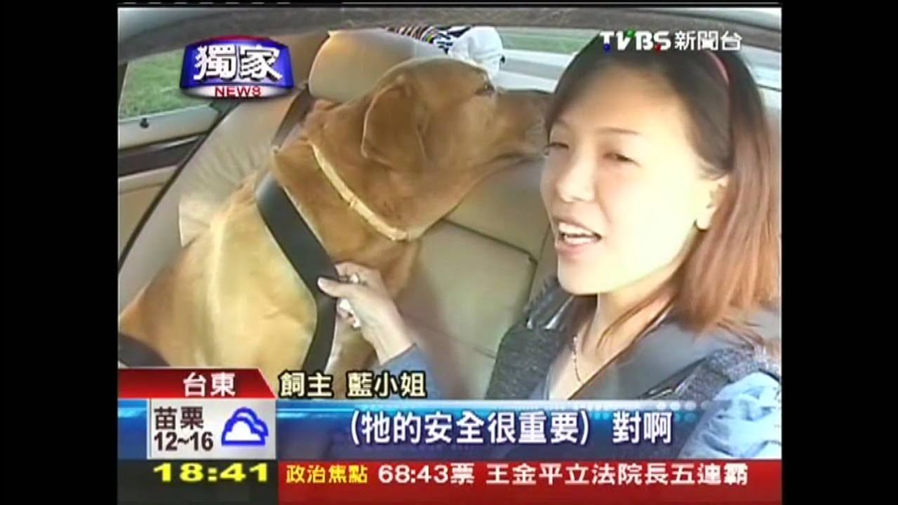 〈獨家〉2/1後座乘客繫安全帶　狗狗也守法