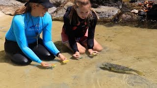 Fish Trained To Perform Amazing Tricks