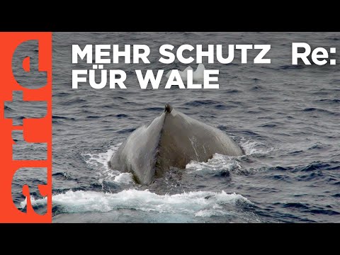 Die Walretter | ARTE Re: