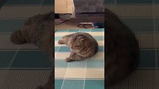 恋に落ちる瞬間〜Fall in Love〜#cat #ねこ #猫 #猫のいる暮らし #スコティッシュフォールド