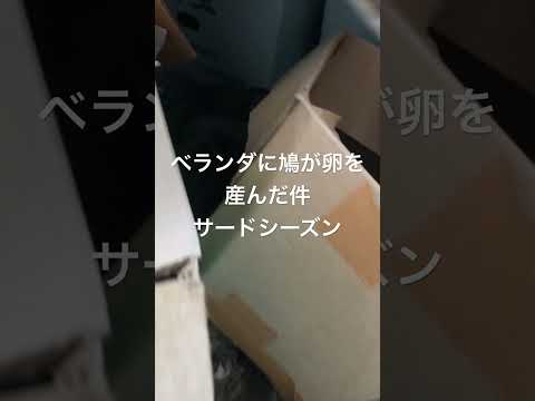 鳩が庭やバルコニーの植木鉢に卵を産まないようにするための 5 つ以上のヒント  庭園