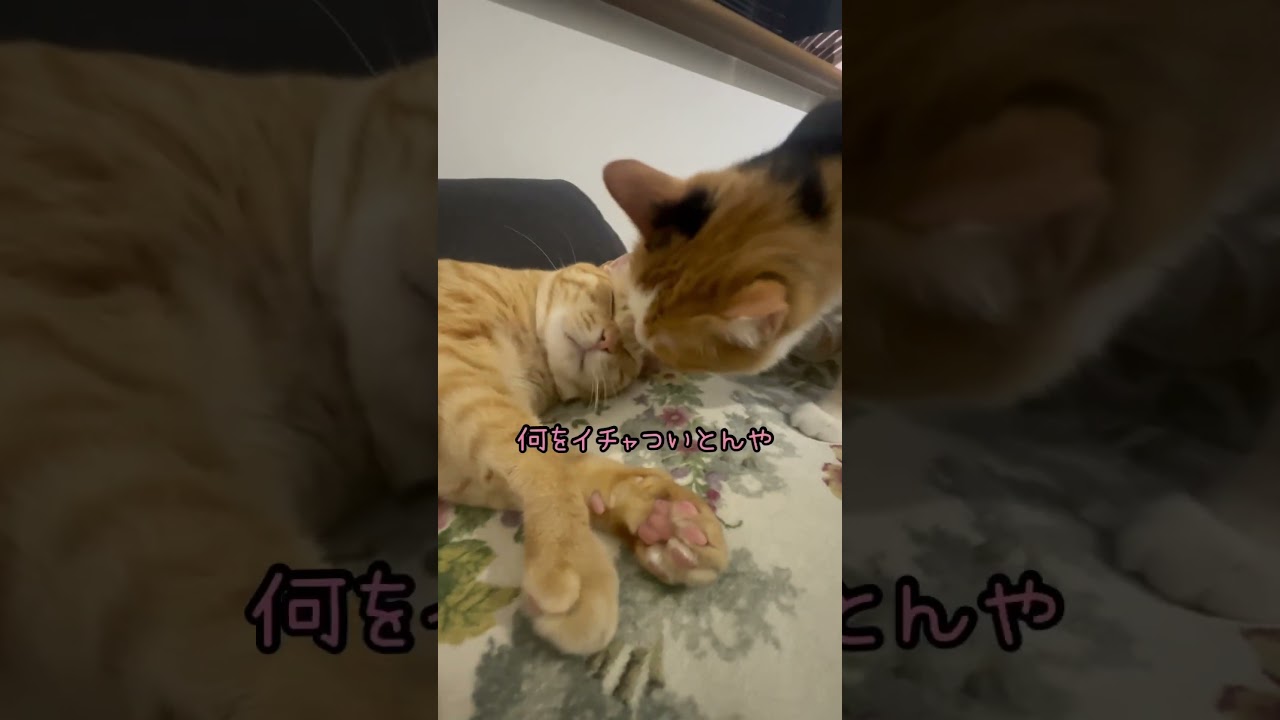 声も出してないのにどこからともなく来る猫