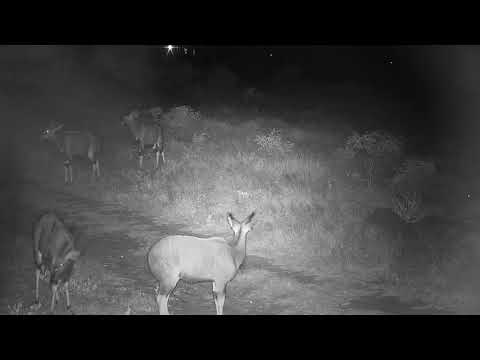 Djuma: Nyala bull bachelor herd of five - 19:15 - 03/04/20