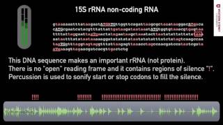 What does DNA sound like?  06 Non Coding Sequence