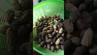 Download lagu cemilan lokal kacang vs kentang jembot mp3