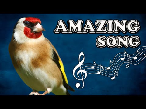 Amazing GOLDFINCH Training Song 12h !!!