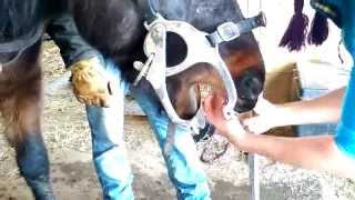 preview picture of video 'Horse Dental - Katrina Johnson at C2R'