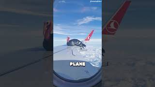 This is an A.I. generated video