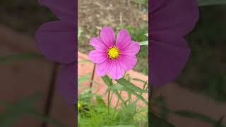 Feeling ABBA-y today, A*TEENS style. Oh, and this is a cosmos flower 🌸 #abba #mamamia #cosmos