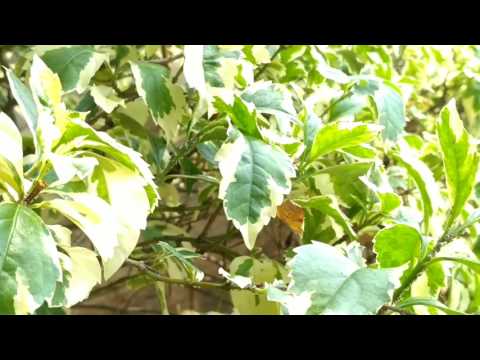 Recorded by VEERESH ANNIGERI