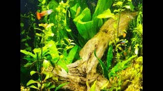 DeFreese Aquariums's broadcast