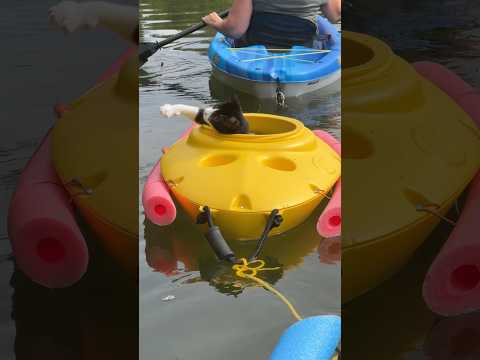 2 different cats 🐈‍⬛ enjoying their kayak ride #catshorts #catboat #dragonfly #lifeisbutadream