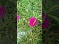 Beatiful Flower