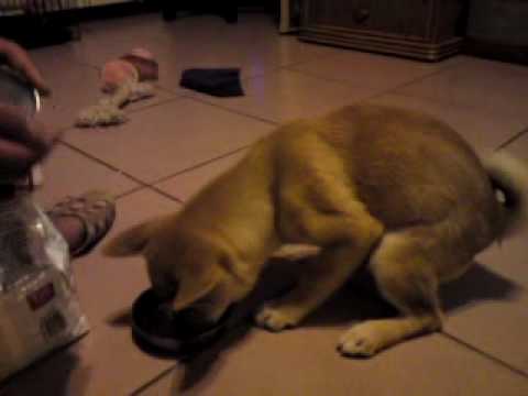 皮蛋吃東西都會查查丟~(原發表者:皮蛋哥)(影片)