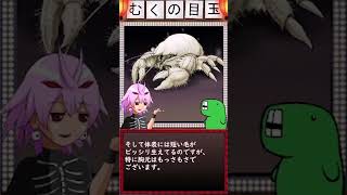 まるでクリーチャー！！？な生き物を解説します。今回は「ゴエモンコシオリエビ」さん