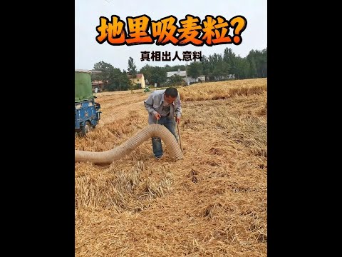 Not vacuuming wheat in the field? Revealing the truth about this high-efficiency straw collector ...