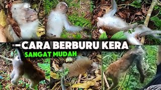 Download lagu CARA EFEKTIF‼️BERBURU KERA YANG SUDAH TAU SENAPAN ANGIN‼️MONKEY HUNTING 🐒BERBURU MONYET LIAR mp3