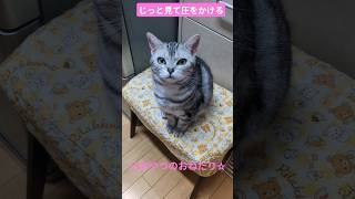 おねだりするつむちゃんがあざとい🐱　#猫 #ねこ #猫動画 #猫のいる暮らし #あざとい #おやつ #かわいい #癒し #cat