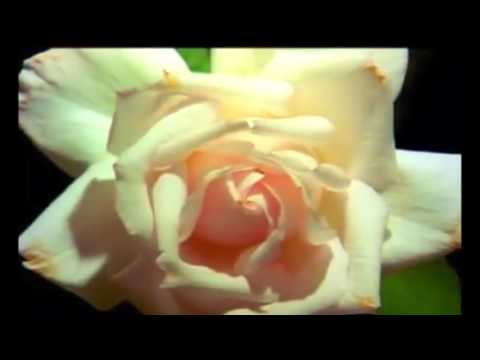 Rizoma - Plants Fun Ethic (feat. Edmund Zimmerman, Omo Alphonsus Ikeroda)