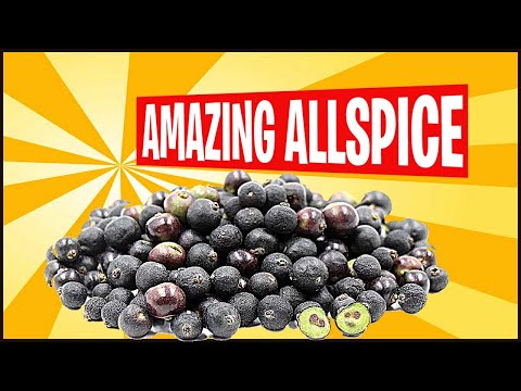 8 Amazing Health Benefits Of Allspice (Allspice Benefits)
