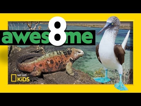 Greatest Animals of the Galápagos | Awesome 8