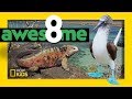 Greatest Animals Of The Galápagos Awesome 8